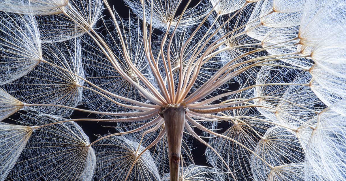 Pusteblume, die eine Pillar-Cluster-Struktur darstellt.